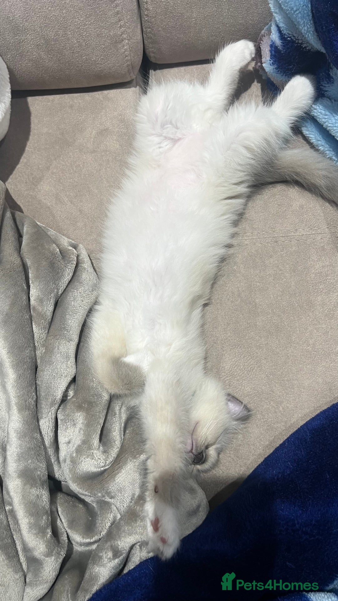 Ragdoll cats for sale: 3 Ragdoll kittens  - Advert 32