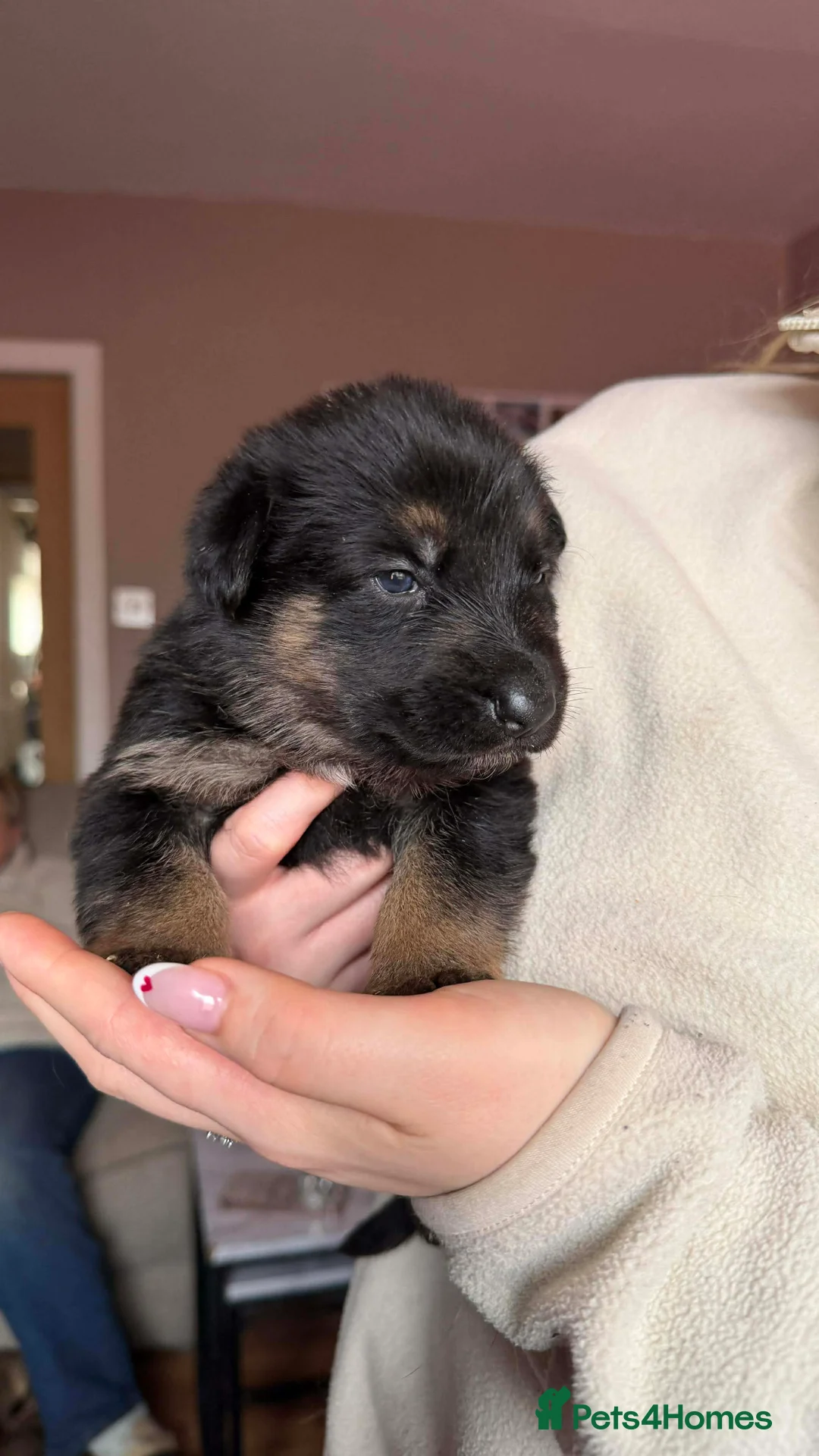 German Shepherd dogs for sale: German Shepherd Puppies - Advert 14