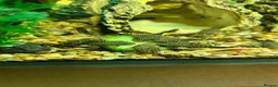 Plecos fish for sale: Juvenile Bristlenose Plecos  - Advert 4