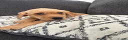 Labrador Retriever dogs for sale: Beautiful KC registered Labrador retriever puppies in Swansea - Advert 29