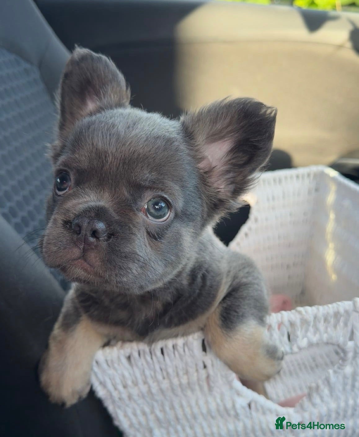 French Bulldog dogs STUNNING FLUFFY FRENCH BULLDOGS  - Advert 2