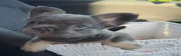 French Bulldog dogs for sale: STUNNING FLUFFY FRENCH BULLDOGS  in Cambridge - Advert 2