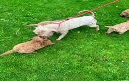 Labradoodle dogs for sale: Beautiful healthy labradoodle puppies  - Image 7