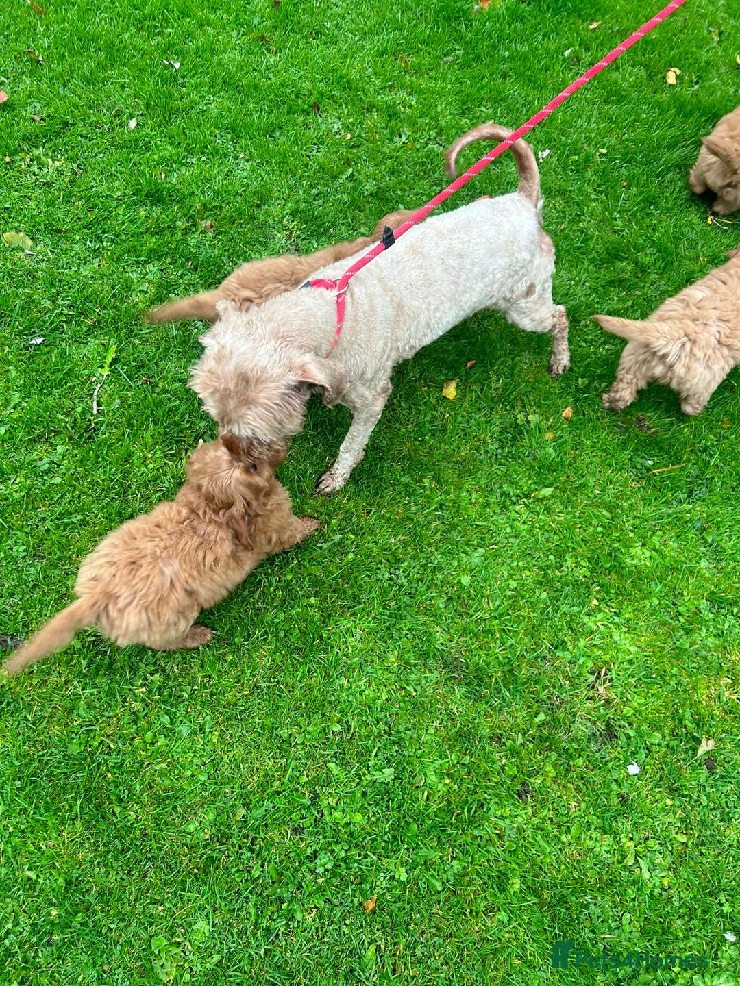 Labradoodle dogs for sale: Beautiful healthy labradoodle puppies  - Image 7