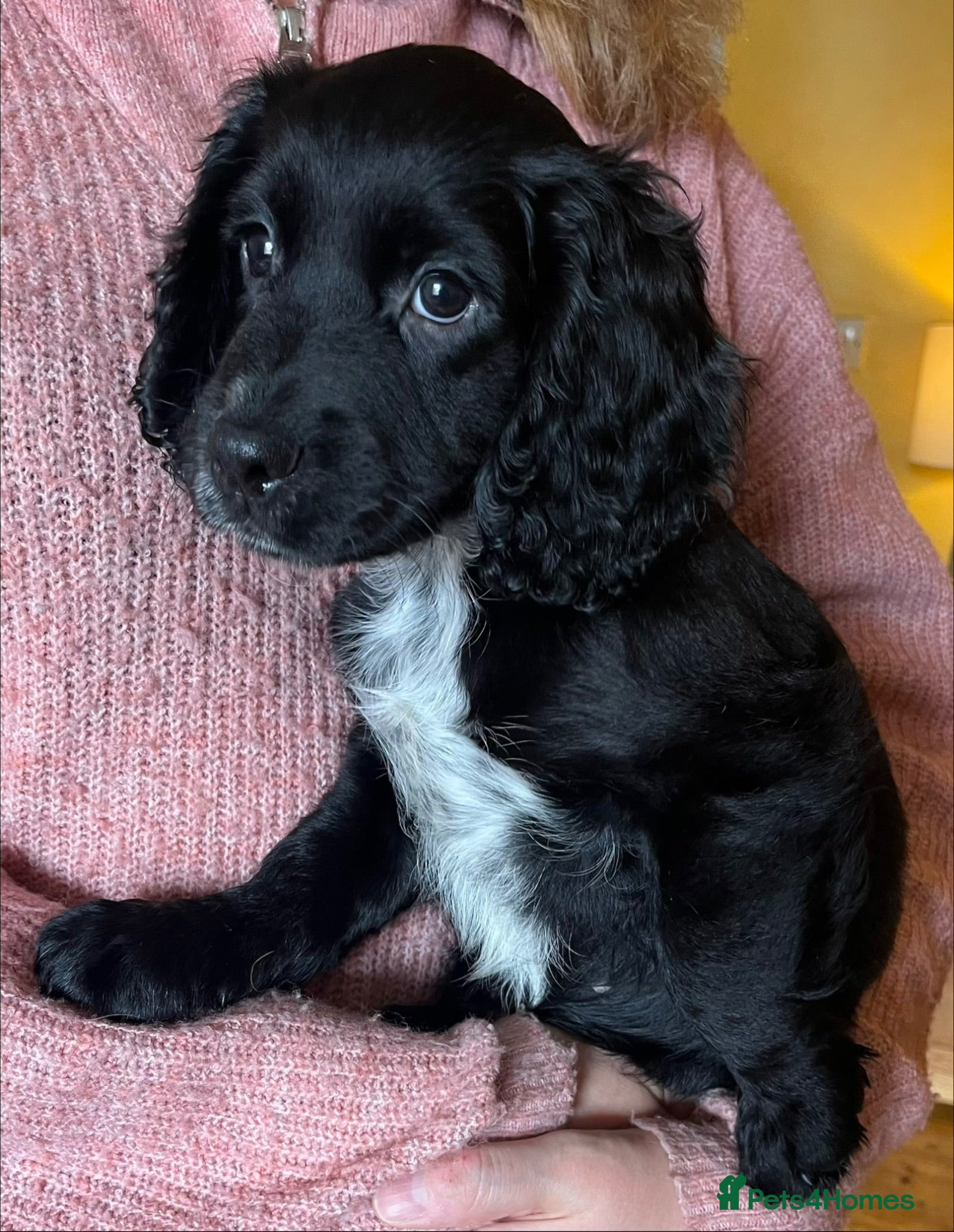 Cocker Spaniel dogs Exceptional KC Cocker Spaniel Puppies - Advert 2