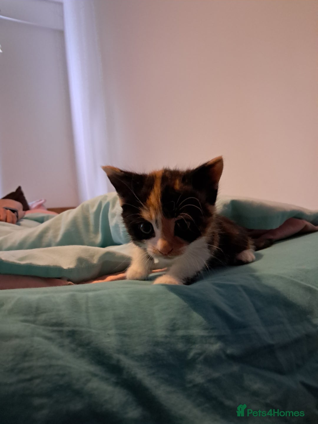 Mixed Breed cats for sale: Kittens for sale - Image 2