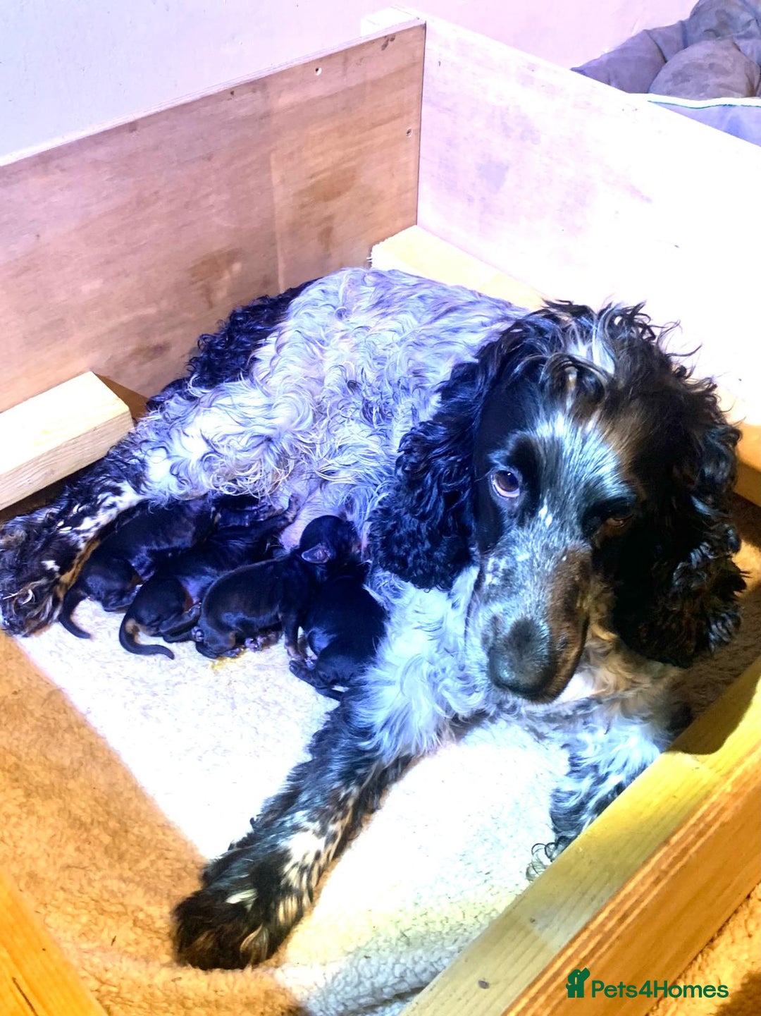 Cocker Spaniel dogs for sale: COCKER SPANIELS - Advert 15