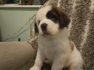 Saint Bernard dogs Saint Bernard only - Advert 1