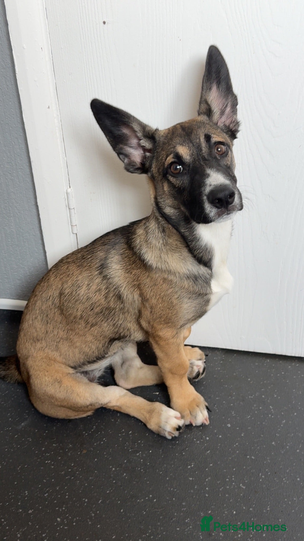Mixed Breed dogs Mable - Advert 1