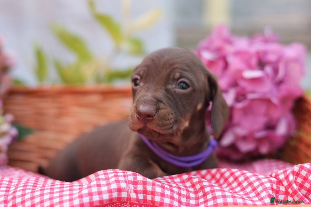 Dachshund dogs for sale: KC Miniature dachshunds puppies  - Image 17