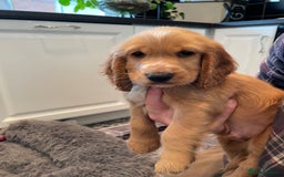 Cocker Spaniel dogs for sale:  Cocker spaniel puppies  - Advert 26