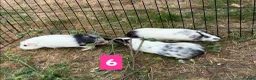 Guinea Pig rodents for sale: Guinea pigs for sale bonded pairs / trios  - Advert 6