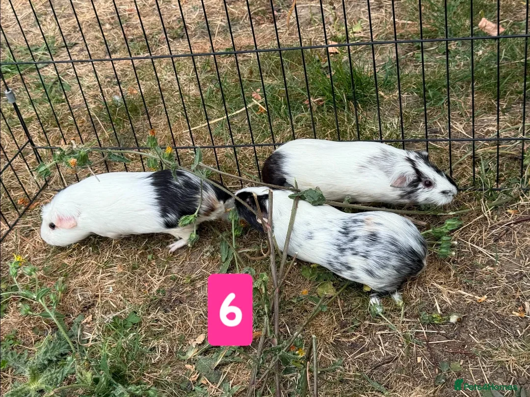 Guinea Pig rodents for sale: Guinea pigs for sale bonded pairs / trios  - Advert 6