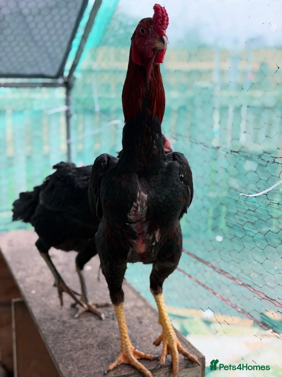 Hens poultry for sale: O shamo, shamo, Pakistani aseel and miwali   - Advert 18