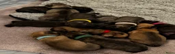 Glen of Imaal Terrier dogs for sale: Beautiful Glen of Imaal Terrier Pups 7 Avaliable - Advert 5