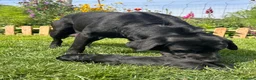 Labrador Retriever dogs for sale: Beautiful Labrador Puppies - Advert 1