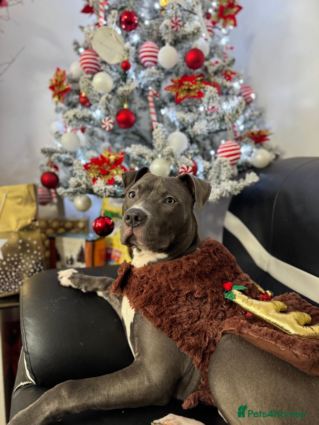 Mixed Breed dogs for sale: Staff mix dog looking for a house  - Advert 2