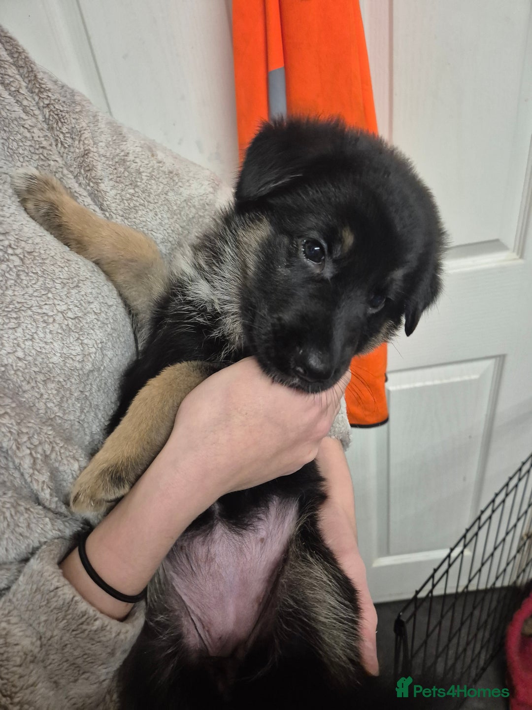 German Shepherd dogs for sale: German shepard puppies - Advert 30