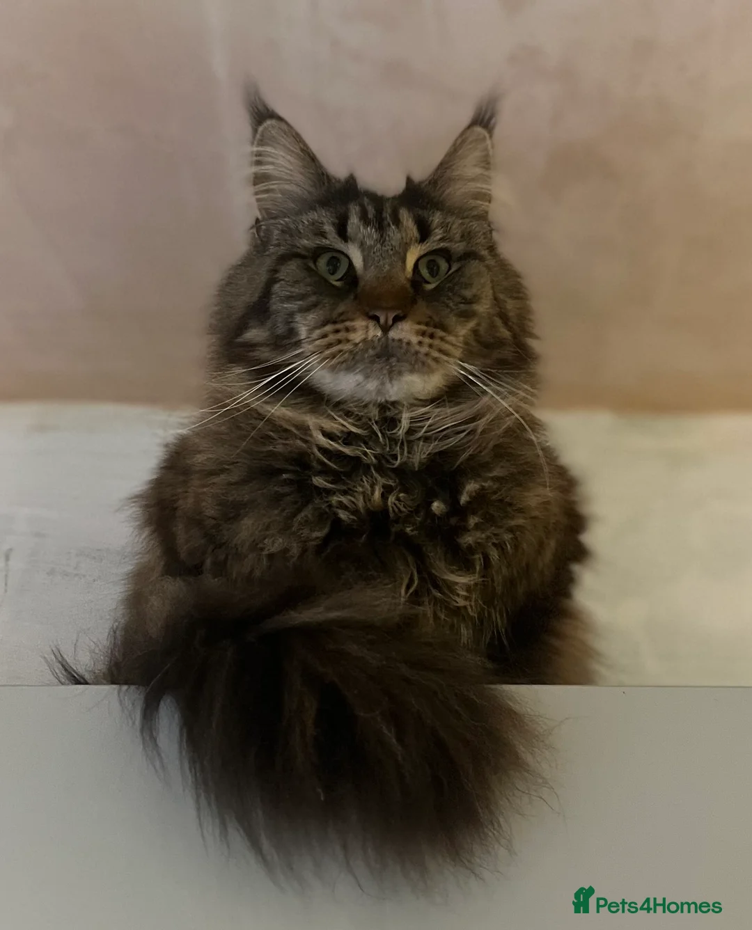 Maine Coon cats for sale: Maine Coon pair male & female 3 & 5 years old - Advert 3