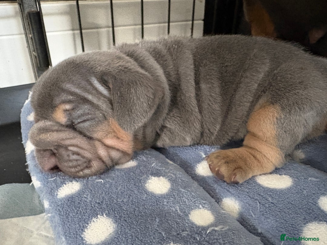 French Bulldog dogs for sale: Beautiful shades of blue babies - Image 11