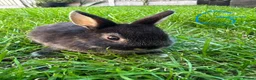 Netherland Dwarf rabbits for sale: Netherland Dwarf Rabbits For Sale  - Advert 6
