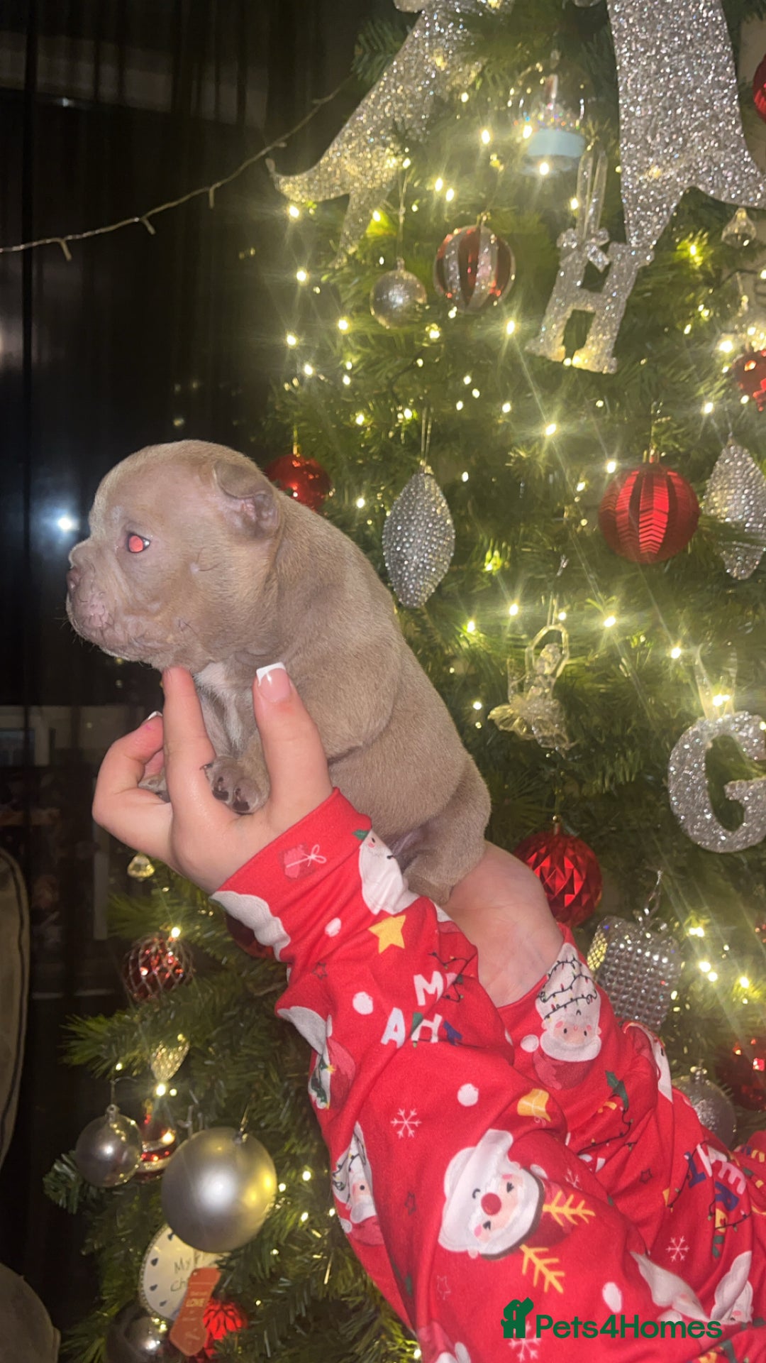 American Bully dogs for sale: Nano Bully - Advert 5