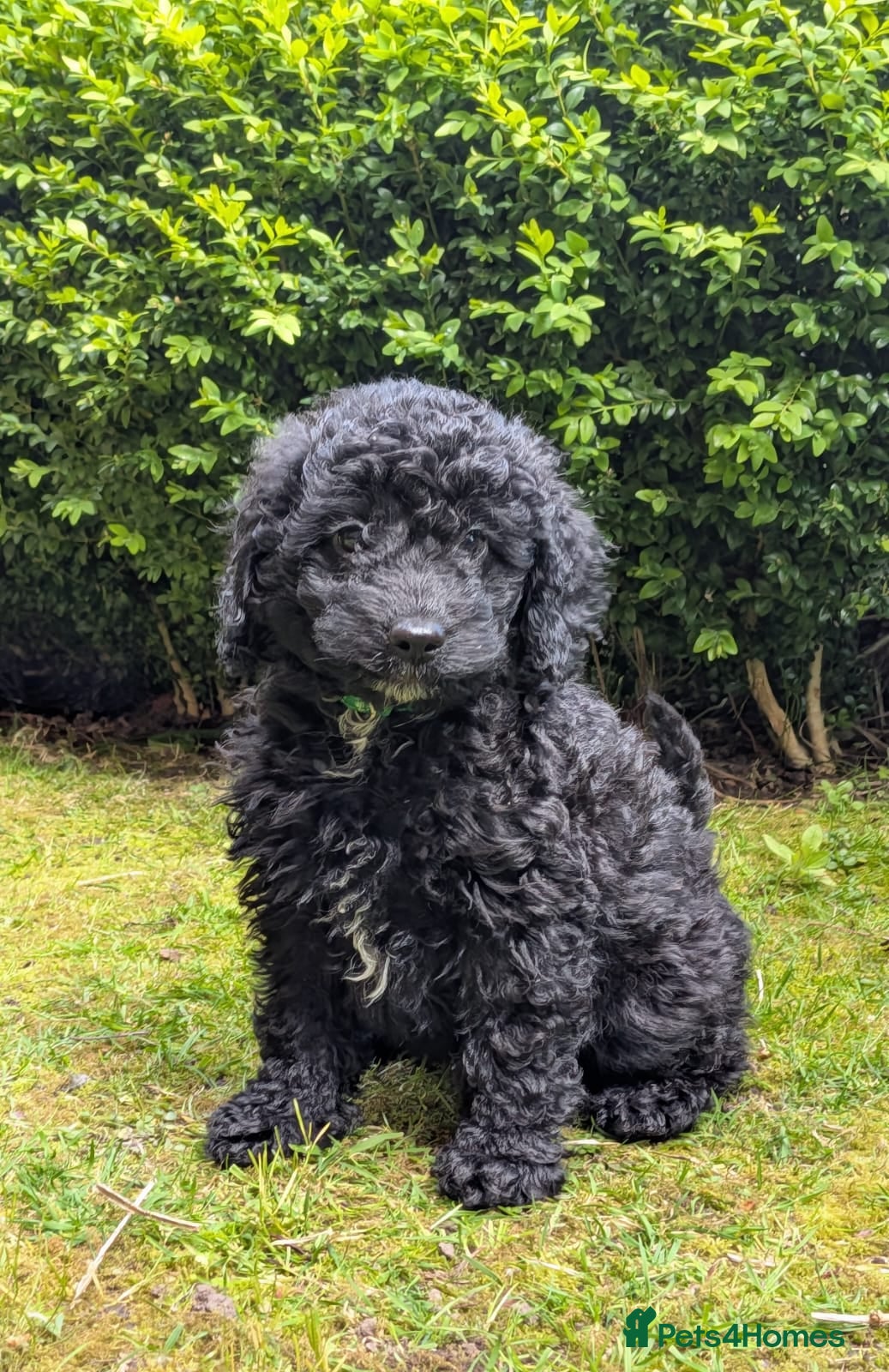 Cockapoo dogs F1bb toy cockapoos PRA CLEAR - Advert 2