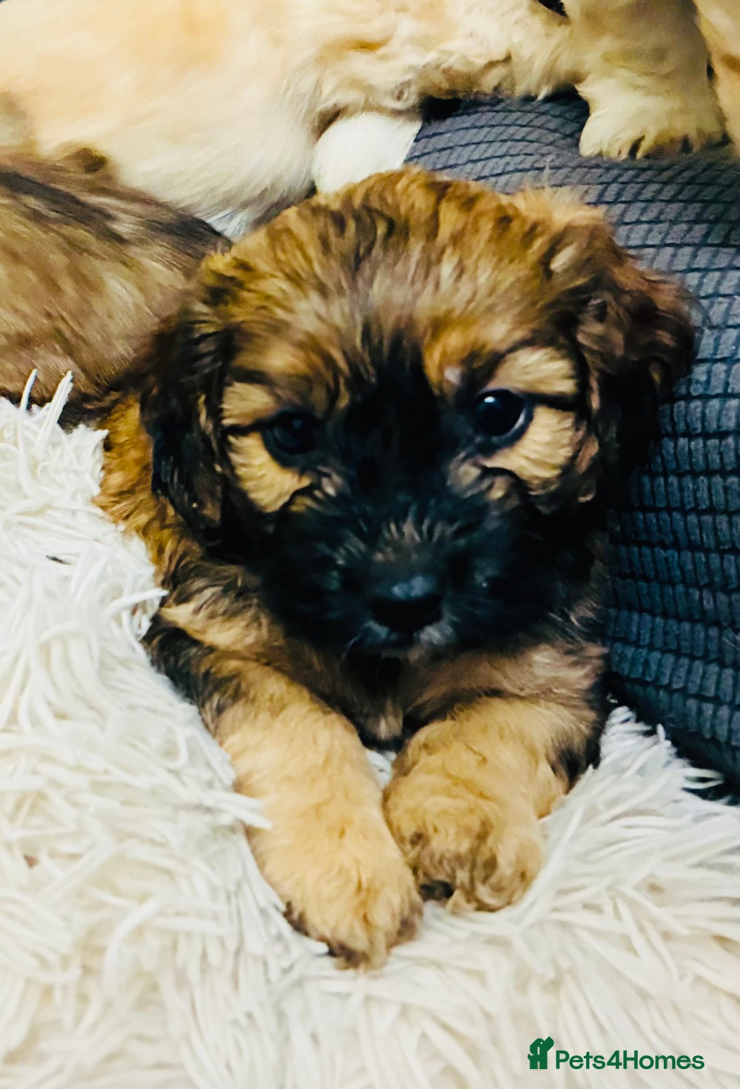Mixed Breed dogs for sale: 6 Stunning Cock-a-chon puppies  - Advert 20
