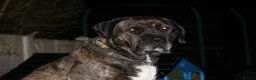 Presa Canario dogs for sale: World class presa canarios  - Advert 34