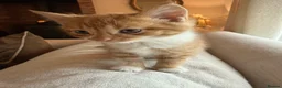 Mixed Breed cats for sale: Beautiful Ginger Kittens  - Advert 23