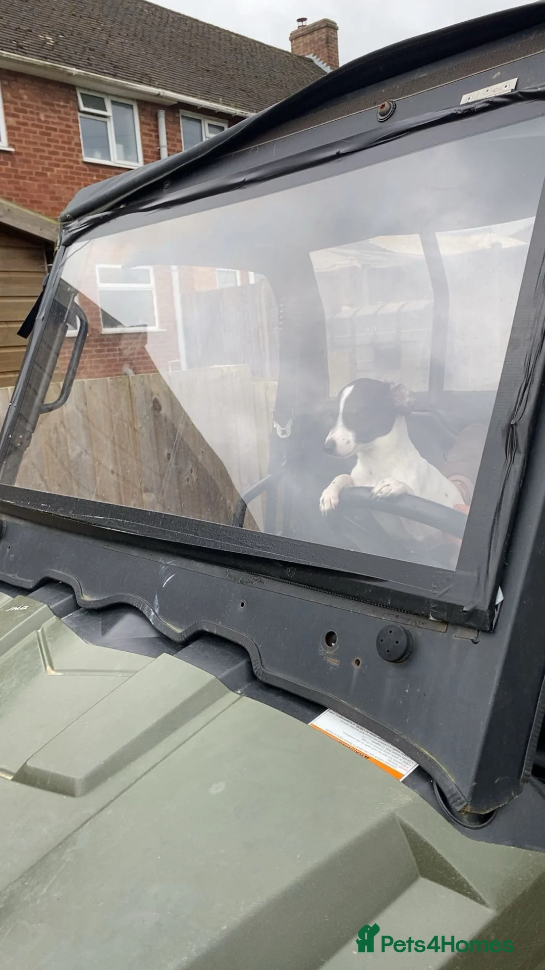 Jack Russell dogs for sale: Lovey Jack Russell boy spot  - Advert 2