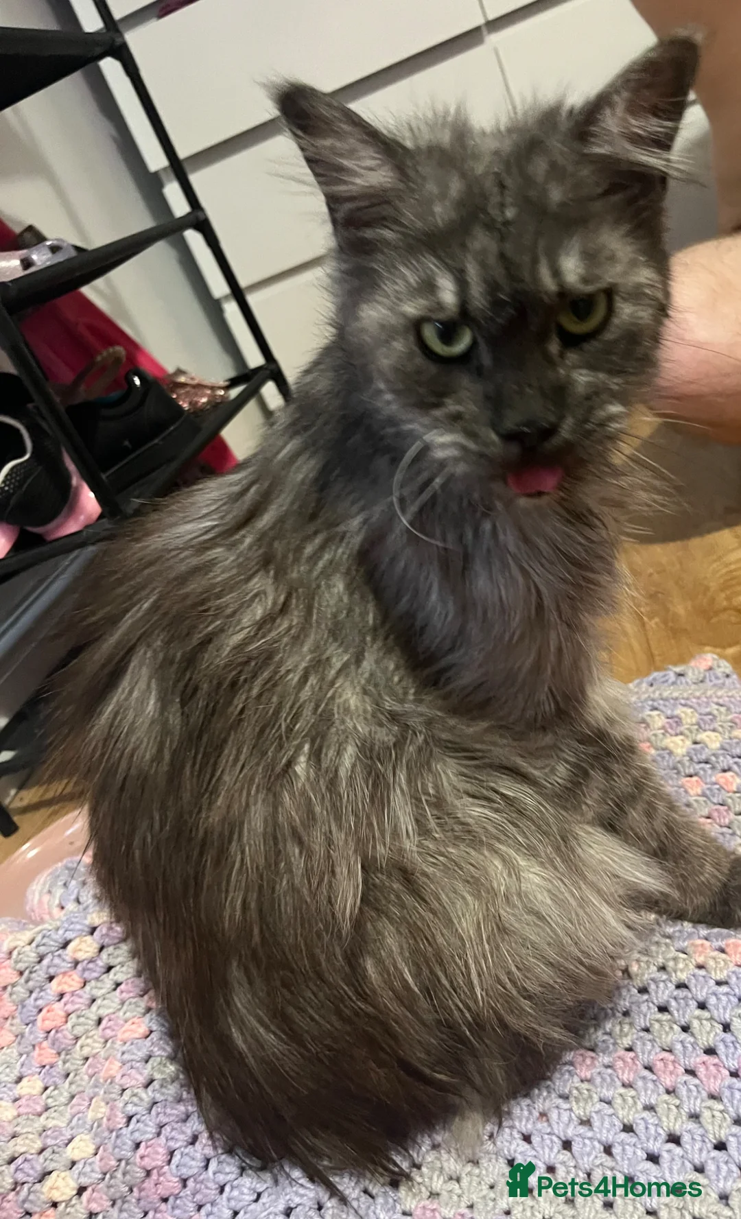 Maine Coon cats for sale: Main coon kittens - Advert 1
