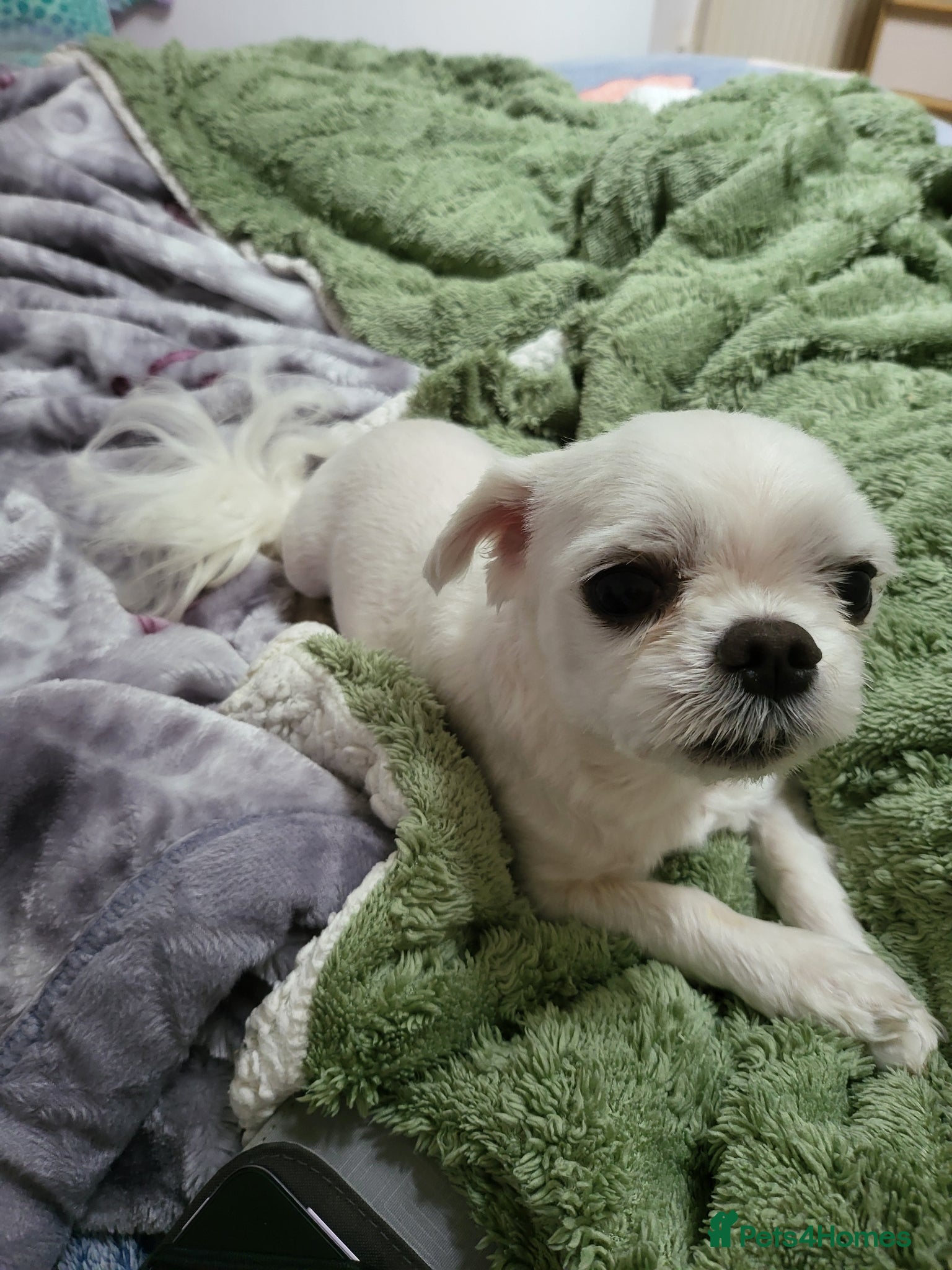 Bichon Frise dogs for sale: Korean Bison very small boy. - Advert 16