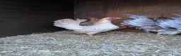Chickens poultry for sale: Show quality serama hatching eggs and chicks  - Advert 5