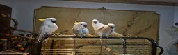 Cockatoo birds for sale: 9-Week-Old Triton Cockatoo Chicks Available - Advert 4