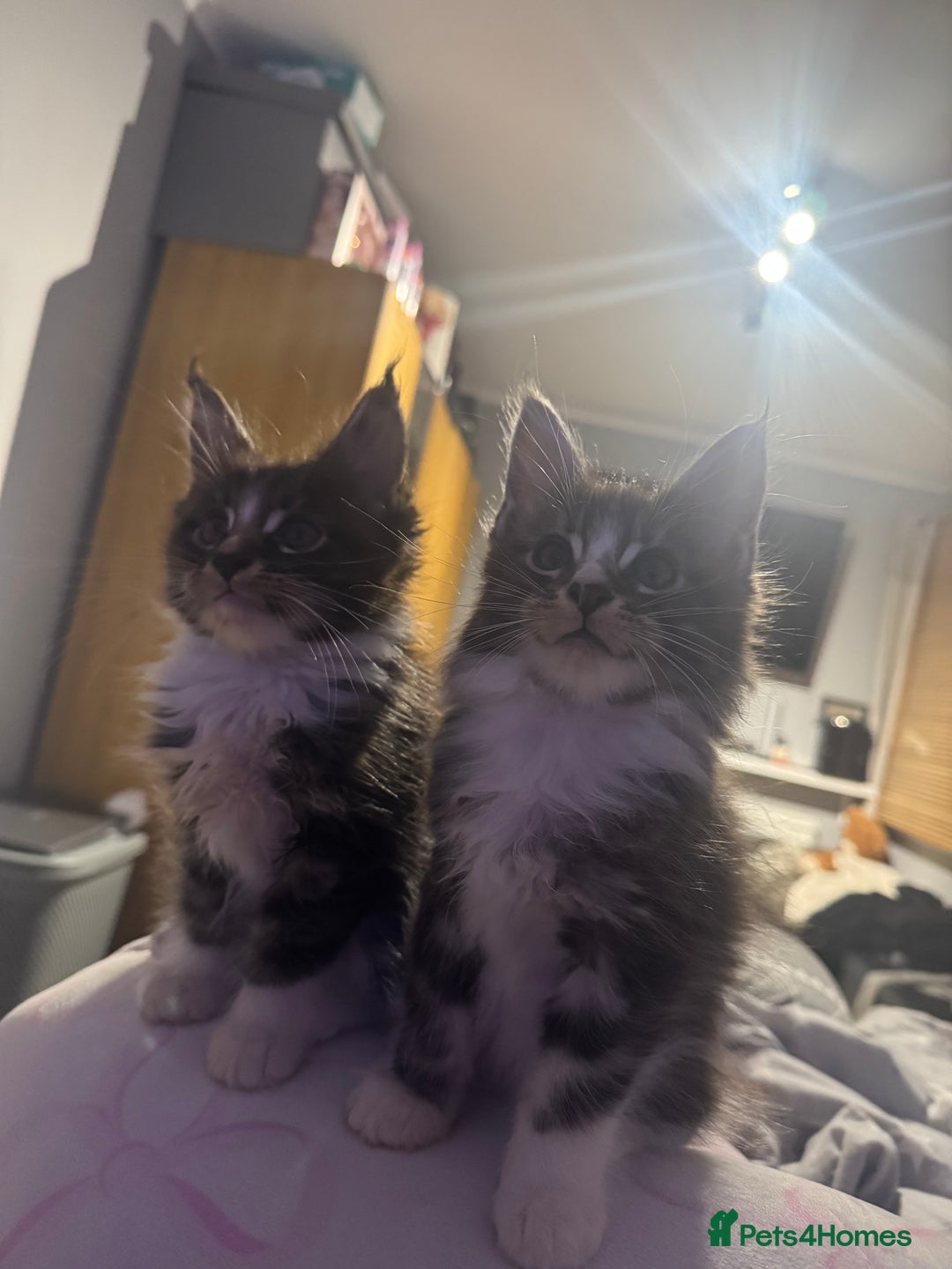 Maine Coon cats for sale: Full Maine Coon for sale - Advert 5
