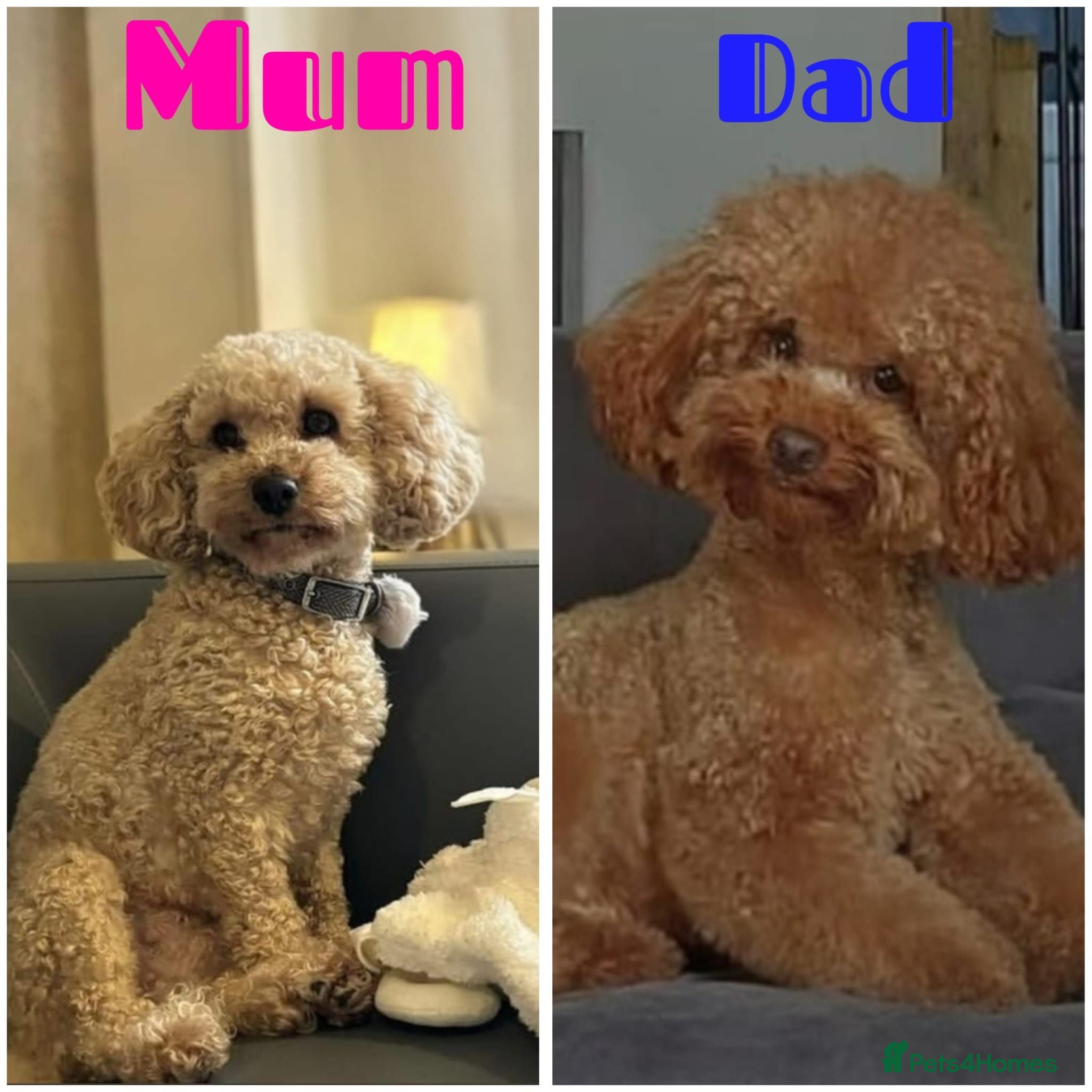 Cavapoo dogs Waiting List Open-Deep Fox Red Cavapoos - 27th Aug - Advert 1
