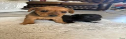 Lakeland Terrier dogs for sale: Lakeland terrier - Advert 4
