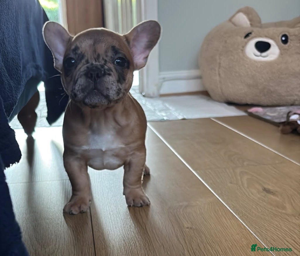 French Bulldog dogs  Beautiful Red Merle, Full Pedigree Frenchie 🐶🐾 - Advert 2
