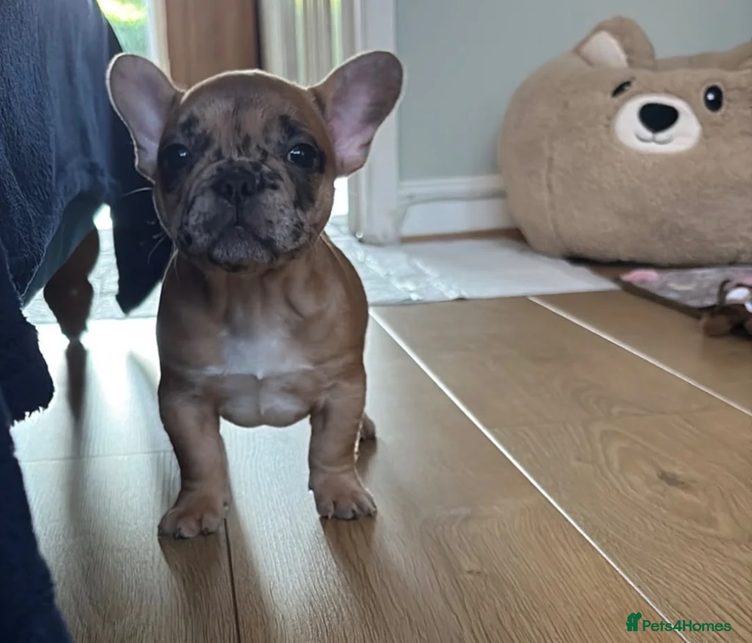 French Bulldog dogs for sale:  Beautiful Red Merle, Full Pedigree Frenchie 🐶🐾 - Advert 1