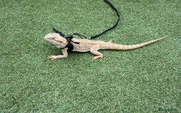 Bearded Dragon reptiles for sale: Barry The Bearded Dragon - looking for a new home - Image 3