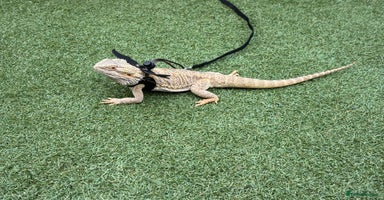 Bearded Dragon reptiles - Advert 1