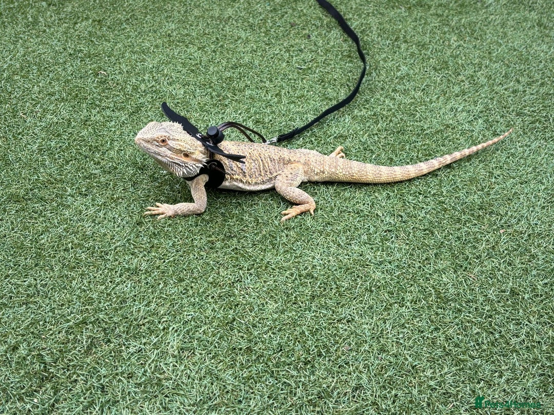 Bearded Dragon reptiles for sale: Barry The Bearded Dragon - looking for a new home - Image 3