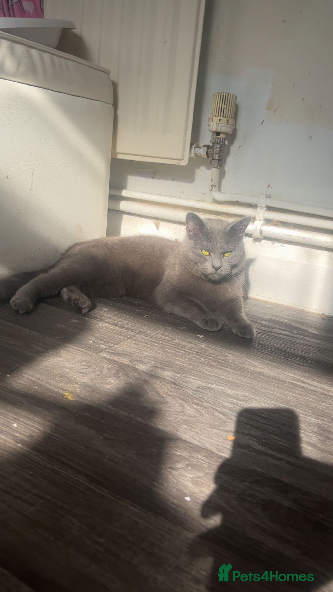 British Shorthair cats for sale: 1 kitten for sale  - Image 3