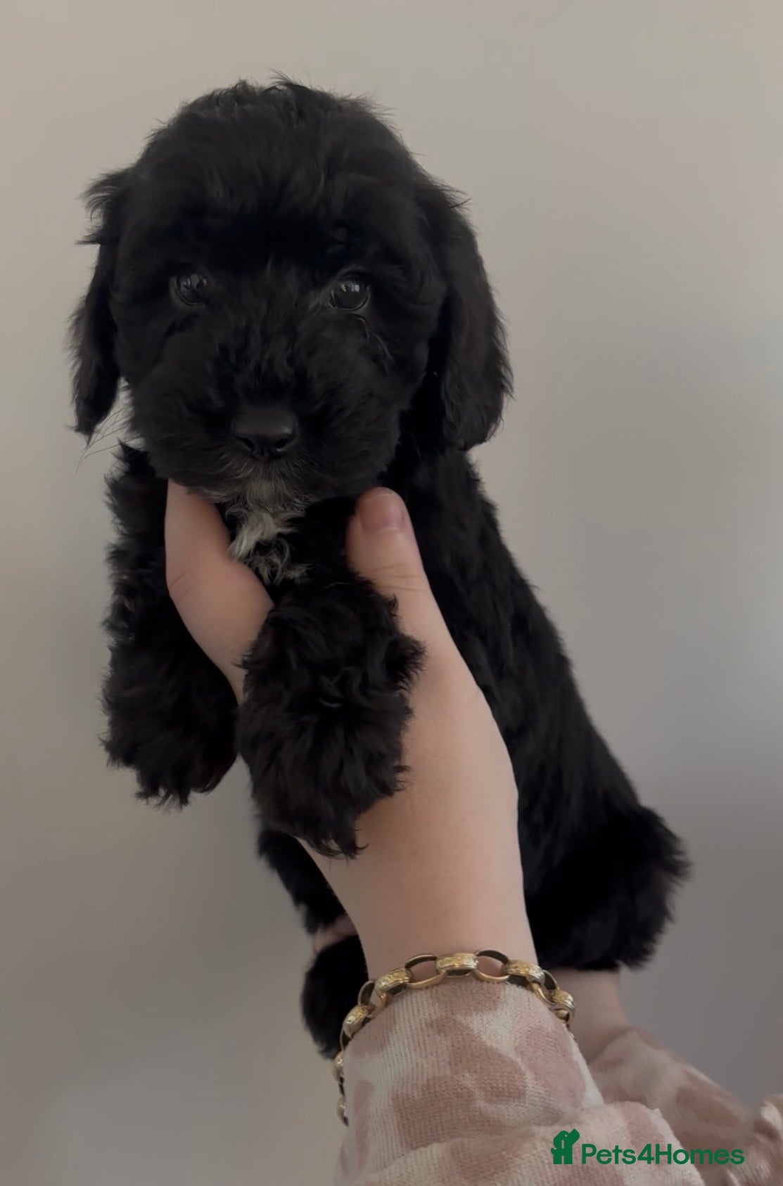 Cockapoo dogs Cockapoo puppies  - Advert 16