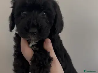 Cockapoo dogs Cockapoo puppies - Advert 16