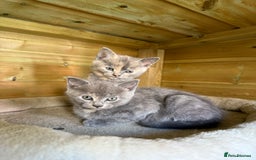 British Shorthair cats for sale: 5 stunning BSH kittens for sale‼️ - Image 5