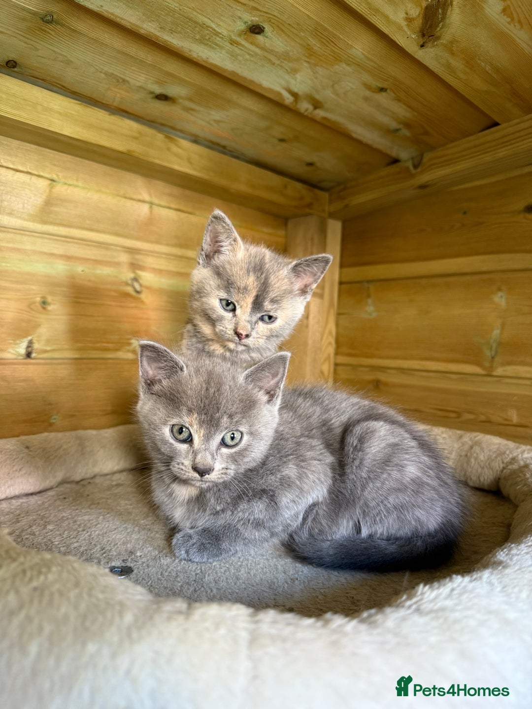 British Shorthair cats for sale: 5 stunning BSH kittens for sale‼️ - Image 5