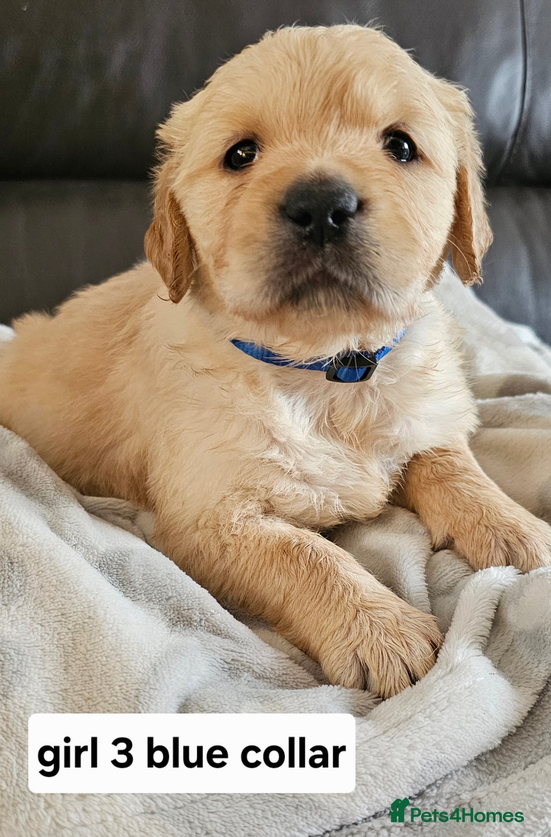 Golden Retriever dogs for sale:  golden retriever pups - Advert 9