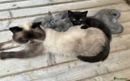 Exotic cats for sale: Male exotic kitten 14weeks - Image 5